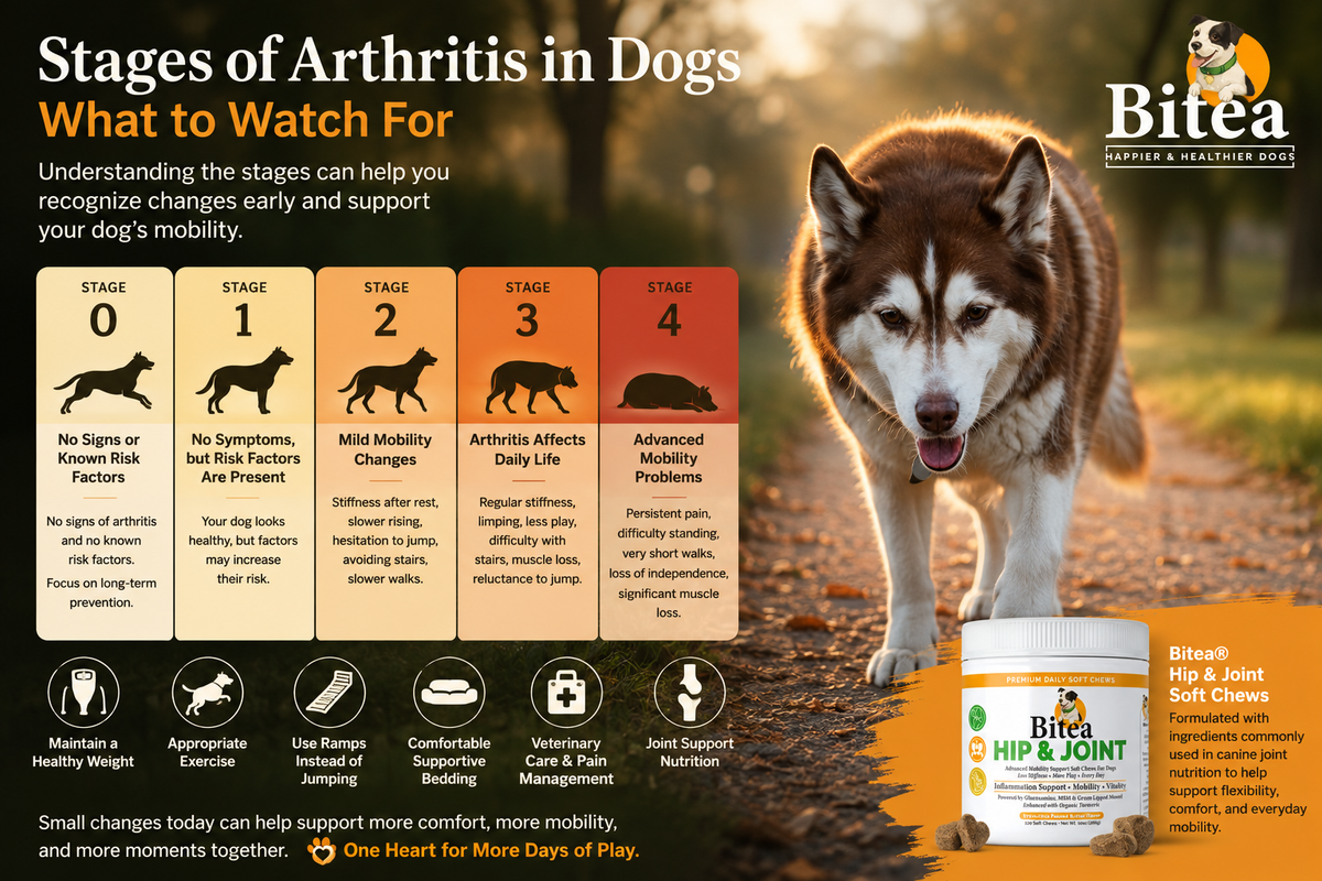 Stages of Arthritis in Dogs: What to Watch For