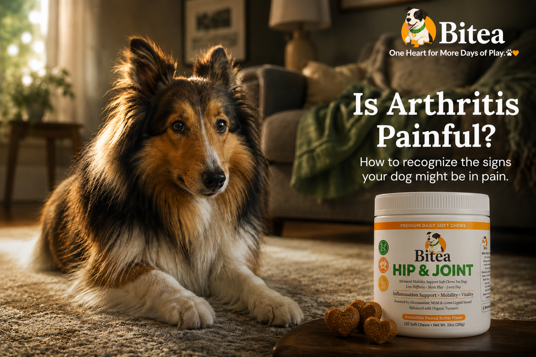 Is Arthritis Painful for Dogs? How to Recognize the Signs