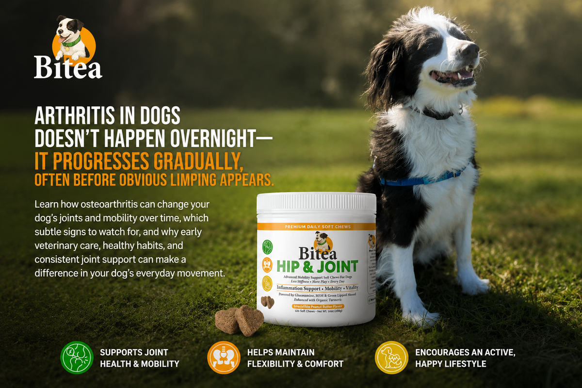 How Arthritis Progresses in Dogs: From Early Joint Changes to Reduced Mobility