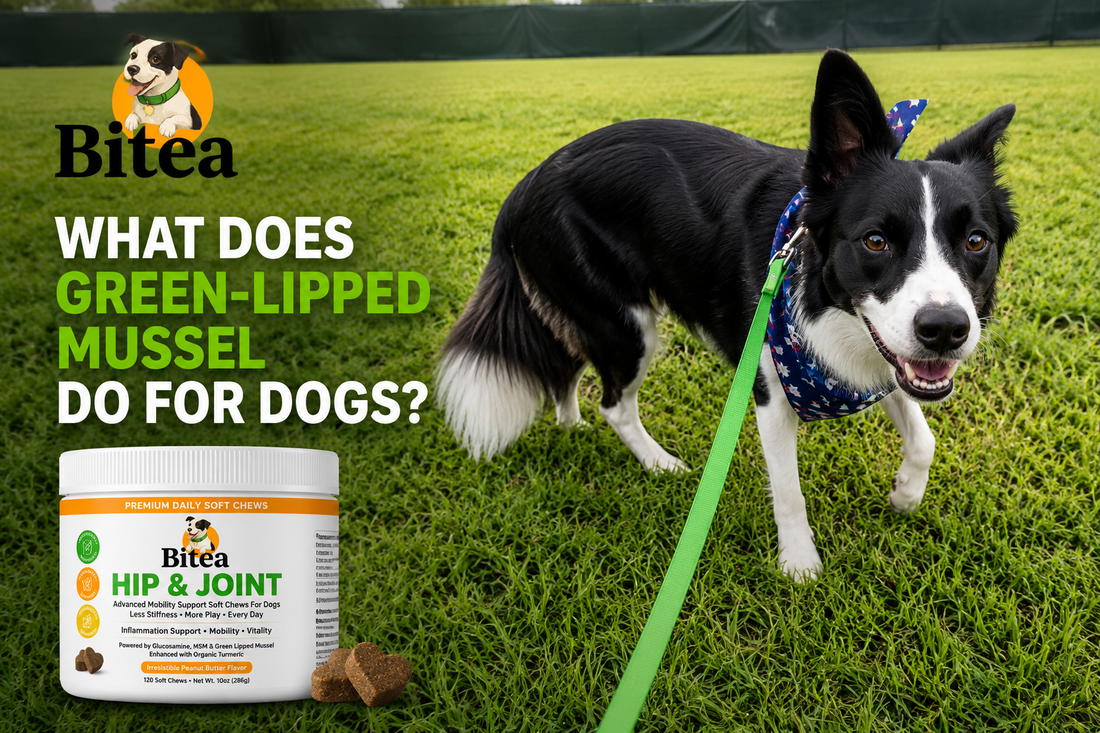 Green-Lipped Mussel for Dogs: Benefits for Joints & Mobility
