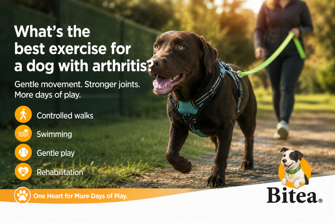 Best Exercise for Arthritic Dogs: How to Keep Your Dog Moving Safely