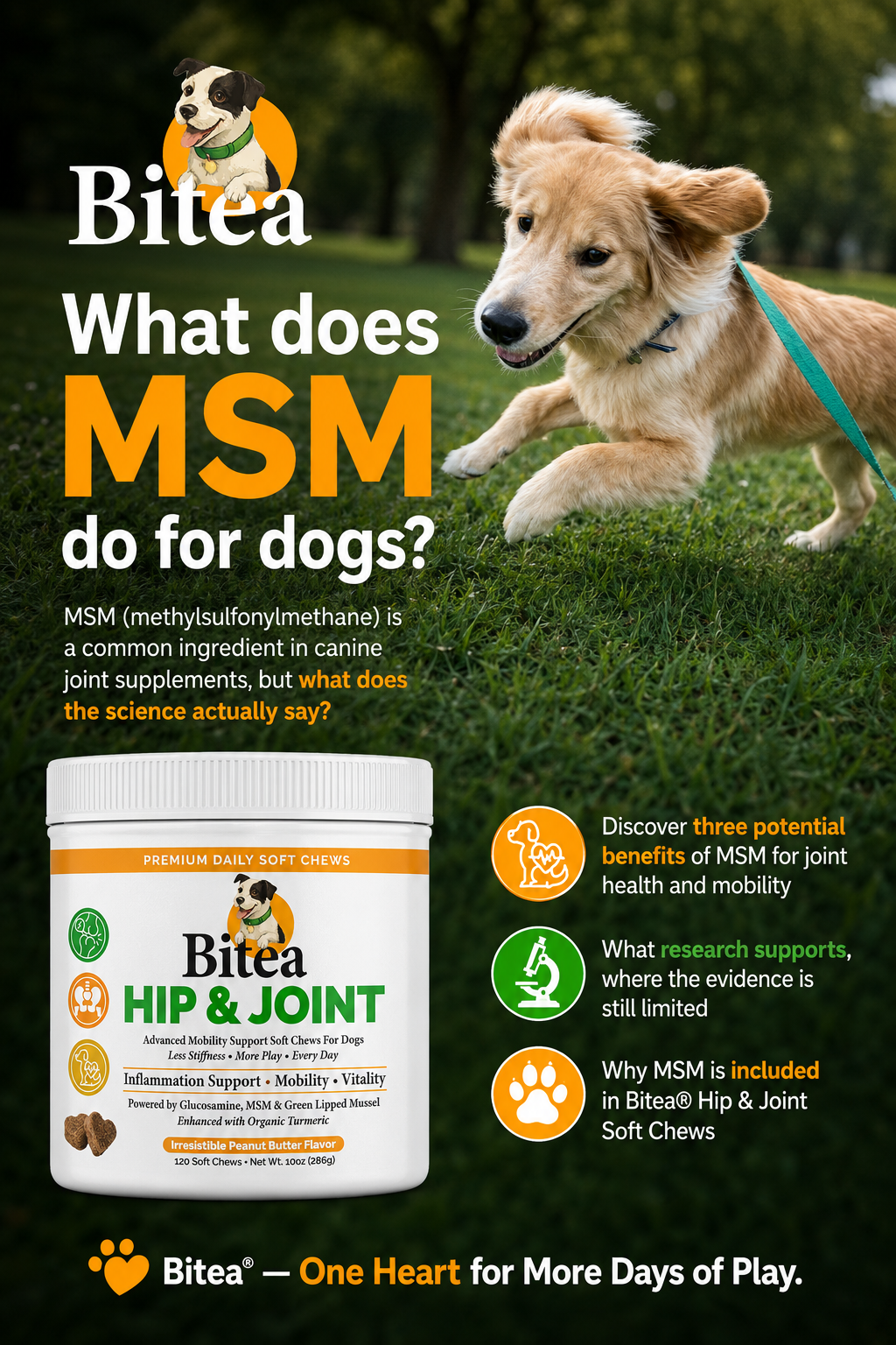 3 Potential Benefits of MSM for Dogs: What Science Really Says