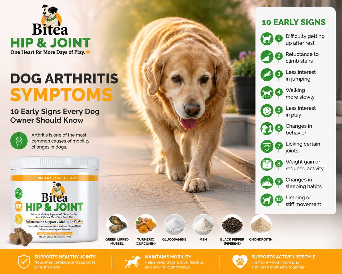 Dog Arthritis Symptoms: 10 Early Signs Every Dog Owner Should Know