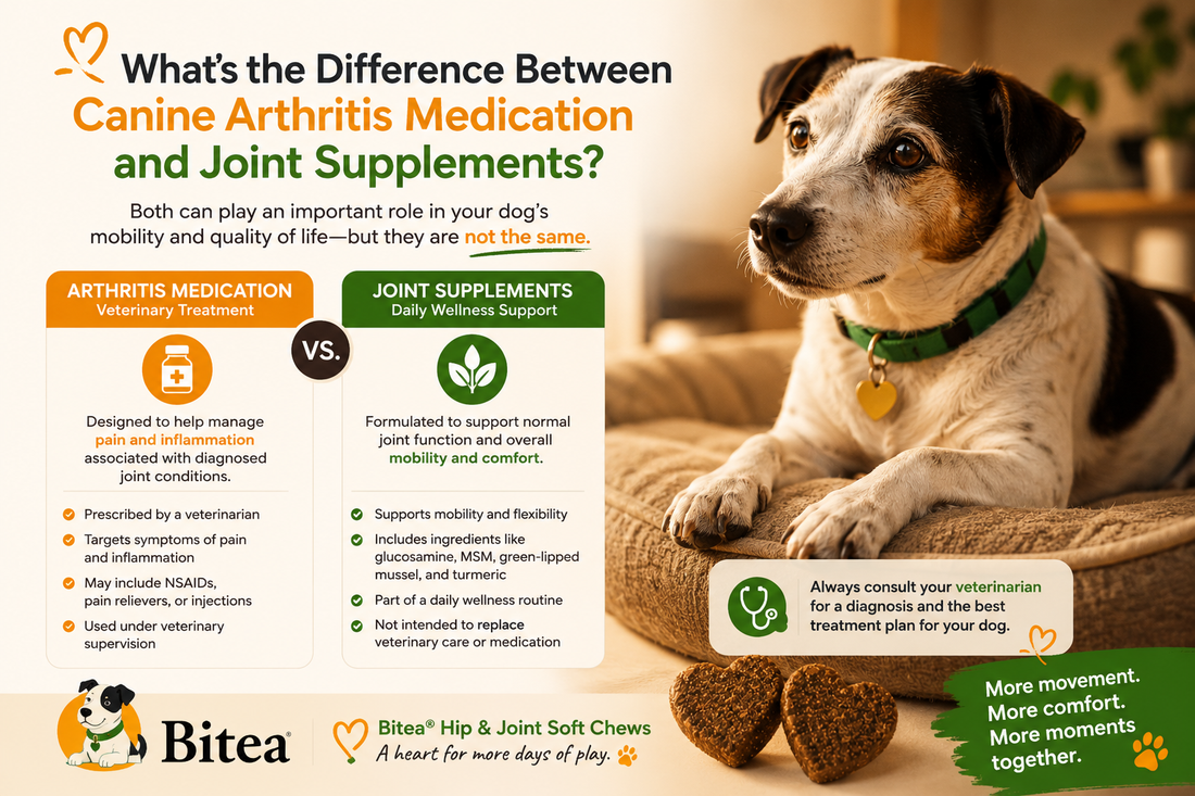 What’s the Difference Between Canine Arthritis Medication and Joint Supplements?