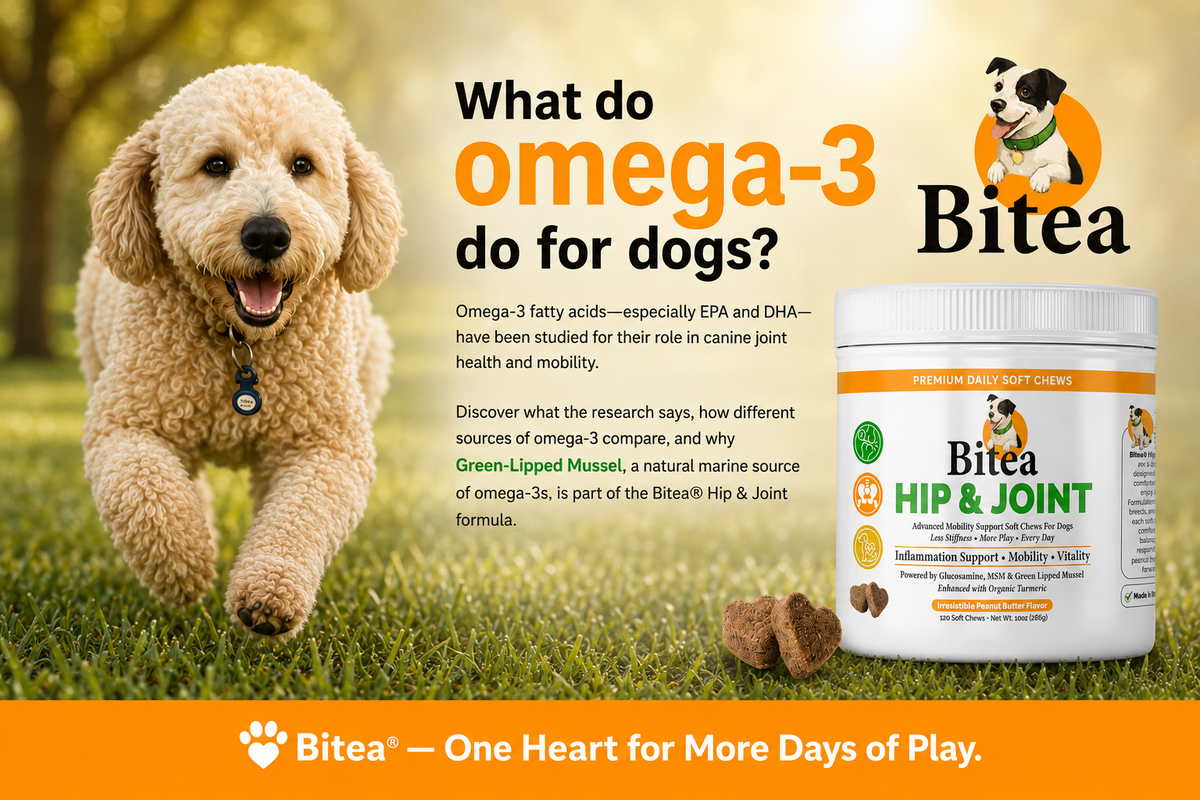 Omega-3 for Dogs: What Does It Do for Joint Health?