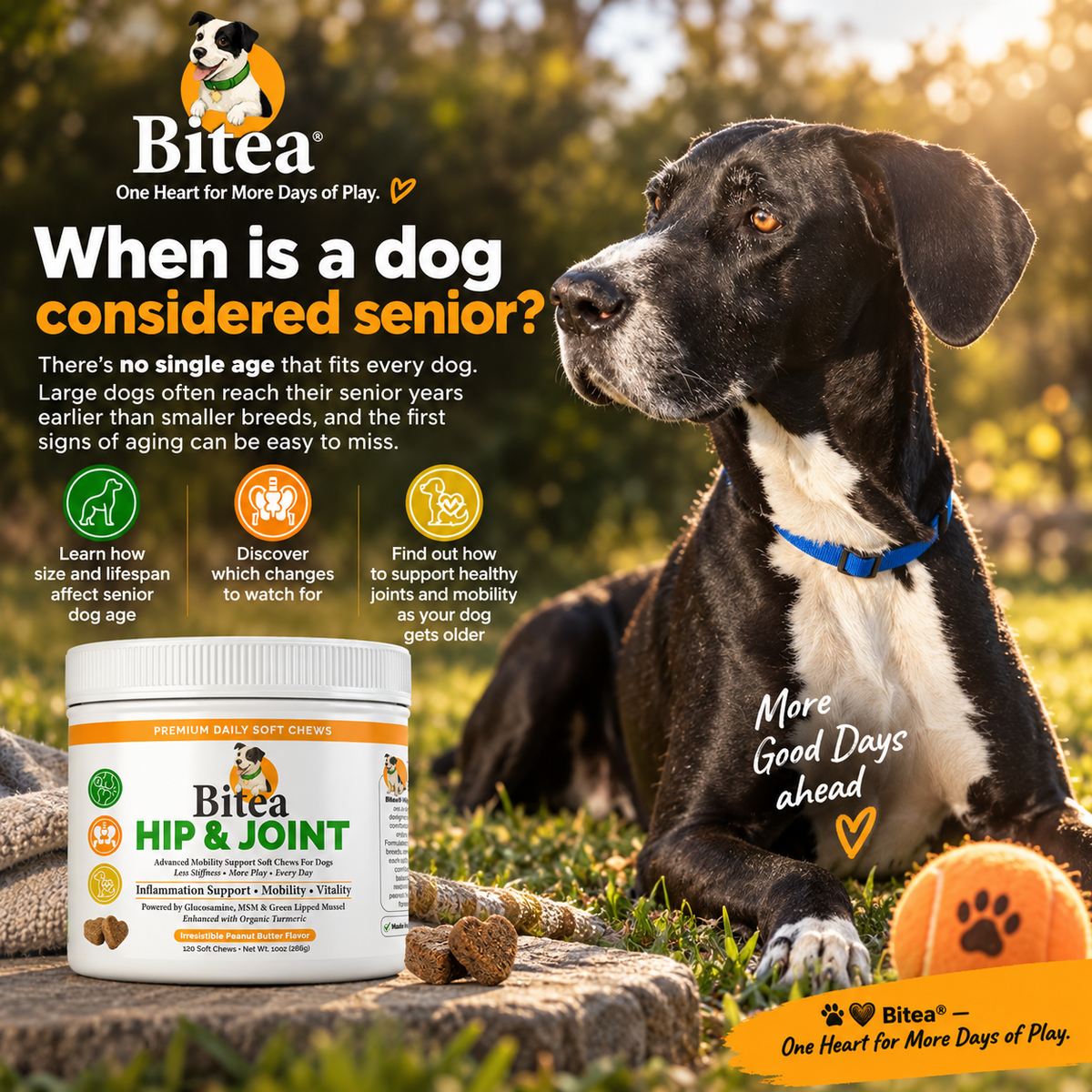 When Is a Dog Senior? Senior Dog Age by Size &amp; Breed