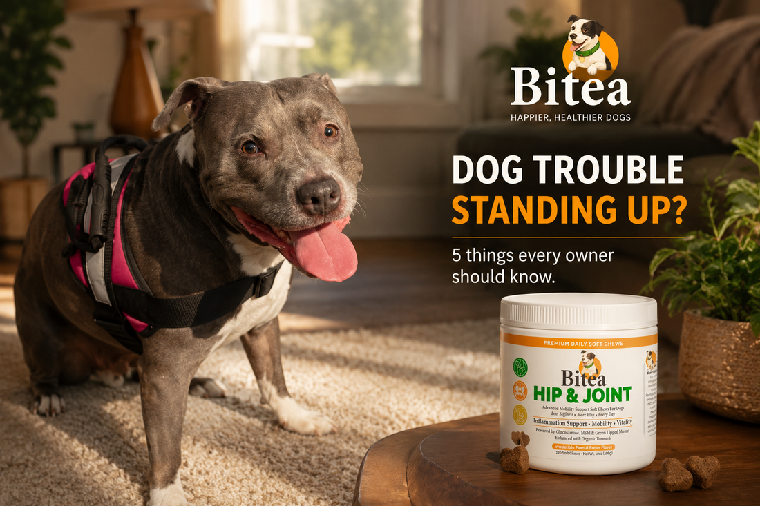 Dog Trouble Standing Up? 5 Things Every Owner Should Know Before Assuming It’s Just Old Age