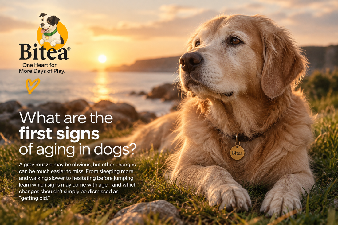Signs of Aging in Dogs: What’s Normal and What Should You Watch?