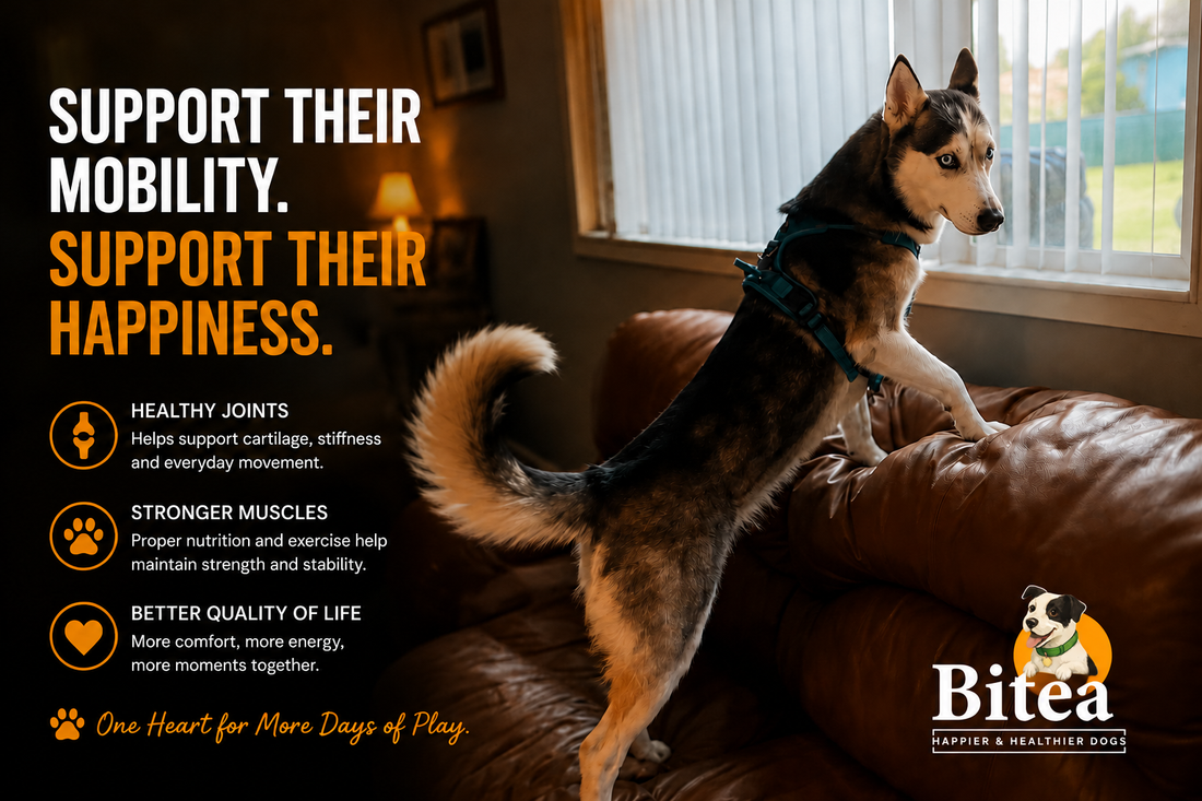 Weak Back Legs in Dogs: Causes, Early Signs & How to Support Mobility